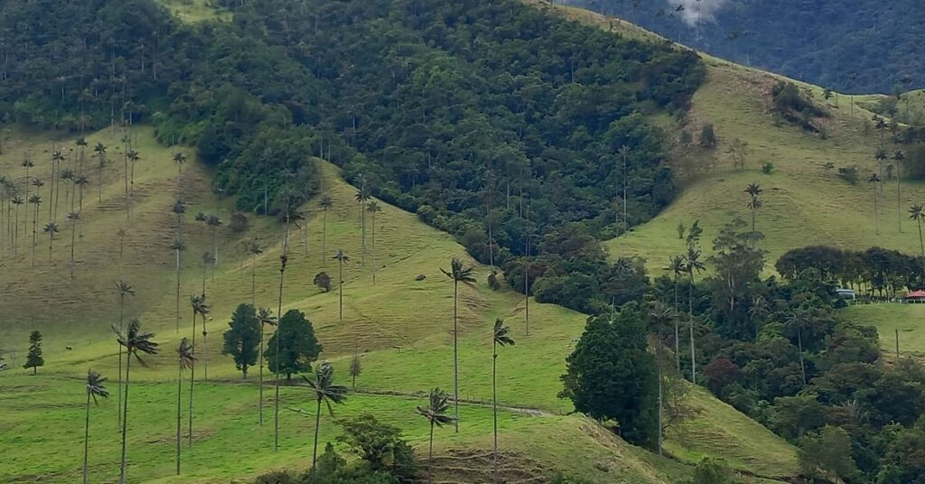 El Alma del Quindío: Un Viaje por la Cultura Cafetera de Colombia