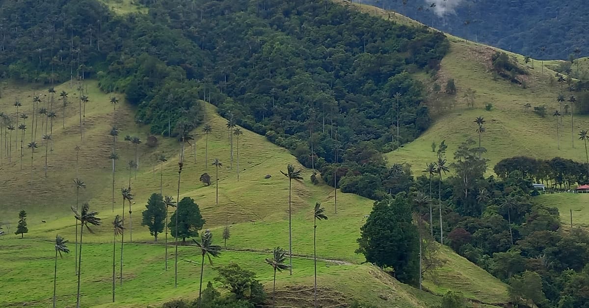 Salento, Valle del Cocora, Quindío, Colombia